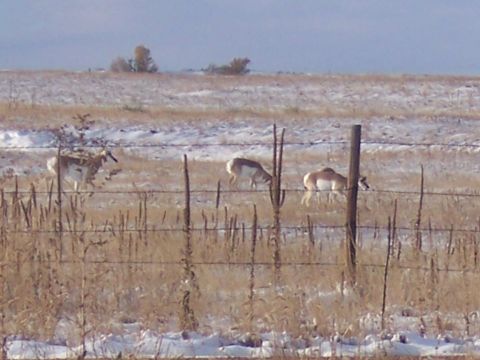 1972 Ford Ranchero - Pronghorn antelope are seen in a field with a light dusting of snow, suggesting a cold weather environment.