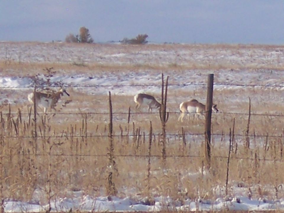Three pronghorn antelope graze in a field with scattered snow and dry grass
