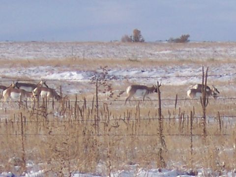 1972 Ford Ranchero - A herd of pronghorn antelope are seen in a winter landscape with snow on the ground.