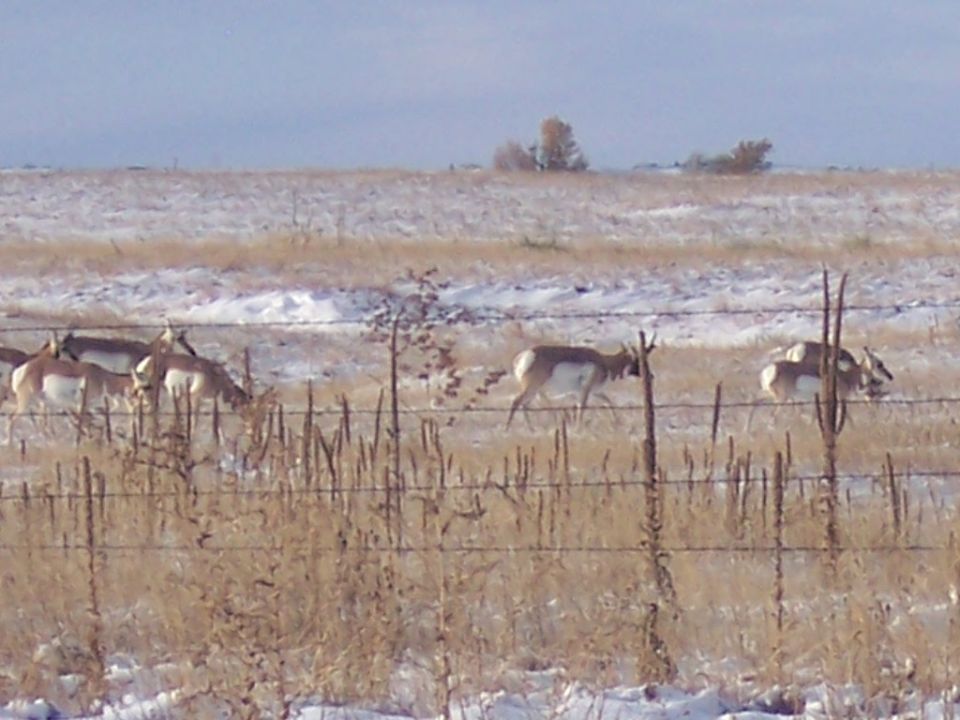 Pronghorn antelope graze in a dry, snowy field behind a barbed wire fence