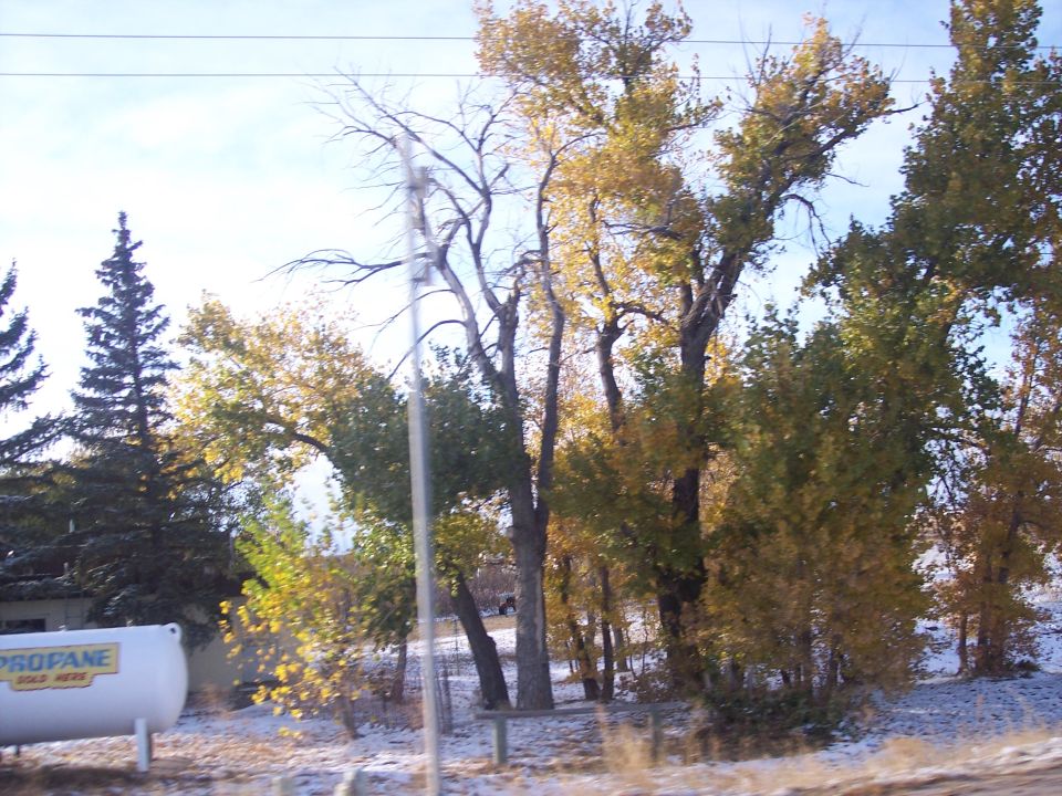 White propane tank with yellow lettering sits near trees with autumn leaves and some snow on the ground