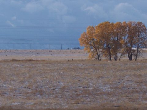 1972 Ford Ranchero - A wide landscape view shows a field with sparse snow, a cluster of trees in fall color, and utility poles stretching across the horizon.