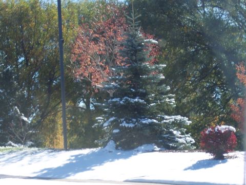 1972 Ford Ranchero - A light dusting of snow covers evergreen trees and bushes, with colorful fall leaves visible in the background.