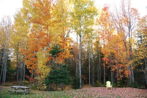 1996 Ford Bronco - A tranquil autumn scene unfolds with vibrant foliage, a picnic table, and a solitary chair inviting relaxation.