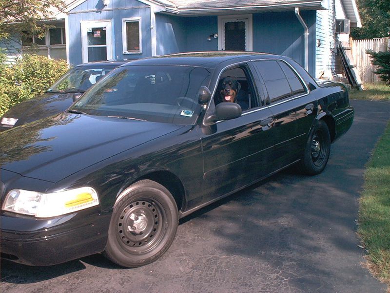 Black Ford Crown Victoria sedan in driveway with a Rottweiler in the driver's seat, blue house behind