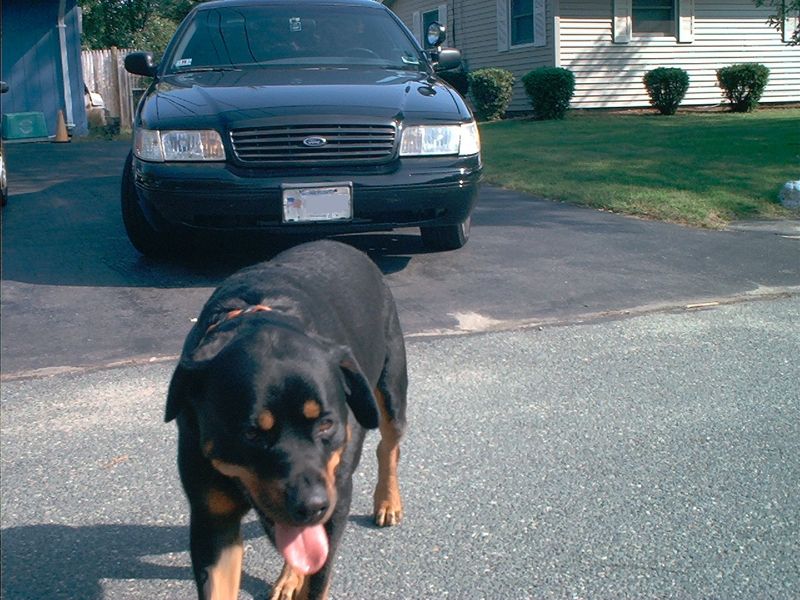 Black Ford Crown Victoria parked in driveway with a Rottweiler dog walking in front