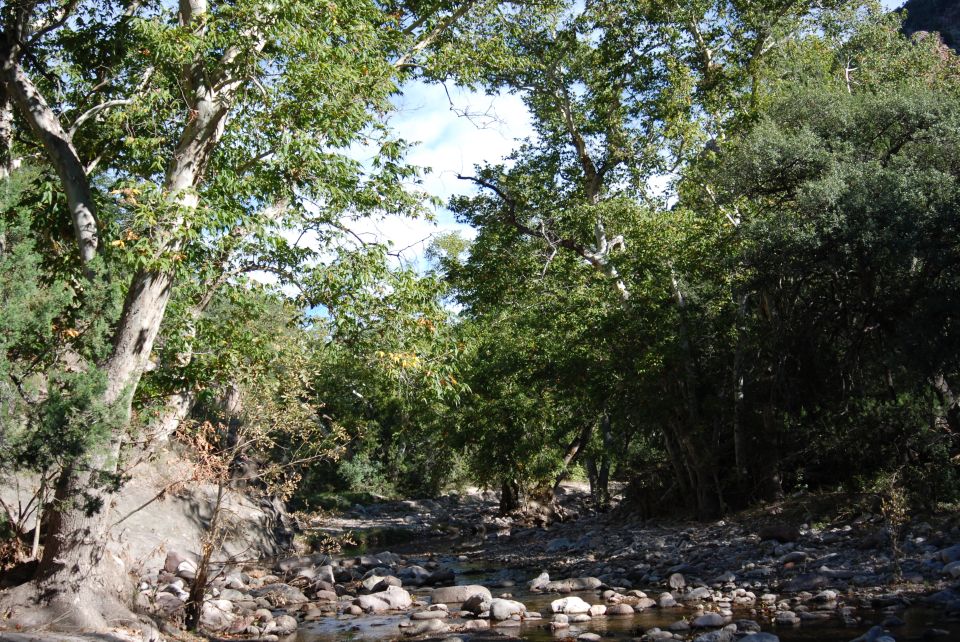 Wooded riverbed with rocks and trees
