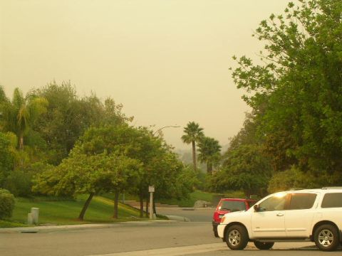 1975 Ford Ranchero - Two vehicles are parked on a street with lush greenery and palm trees under a hazy sky.