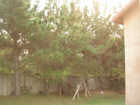1975 Ford Ranchero - A backyard scene trees, a fence, and a swing set.