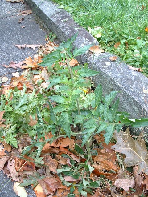 1995 Ford Bronco - tomato plant growing in the parking area of one of the blueridge parkway look outs. you can find the strangest things.