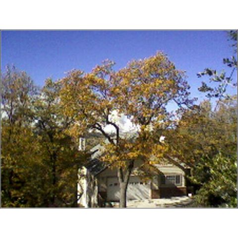 1973 Ford Ranchero - Looking West from 1269 Yellowstone Drive@10:00 AM 10-23-07