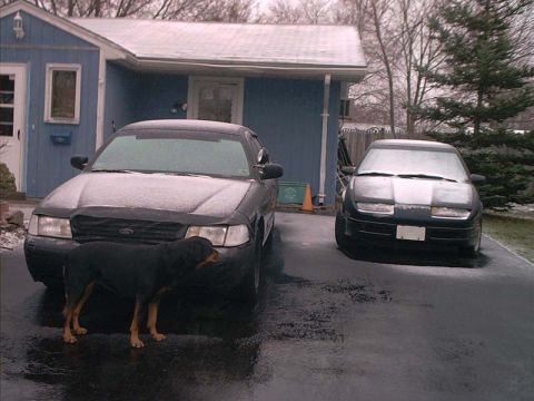 2000 Ford Crown Victoria - A black dog stands before a 2000 Ford Crown Victoria parked in a driveway on a wet, overcast day.