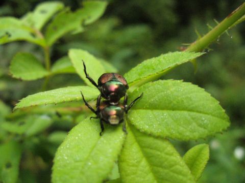 1991 Ford Probe - Two beetles are mating on a green leaf, with a thorny stem visible in the background.