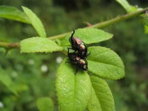 1991 Ford Probe - Two beetles are mating on a leaf in a natural setting.