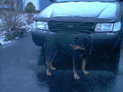 2000 Ford Crown Victoria - A dog stands guard in front of a 2000 Ford Crown Victoria during winter weather.