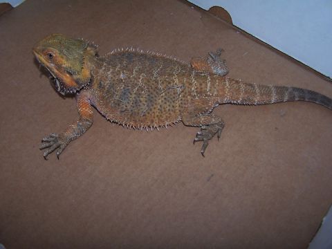 1990 Ford Bronco - A bearded dragon lizard is shown resting on a brown surface.