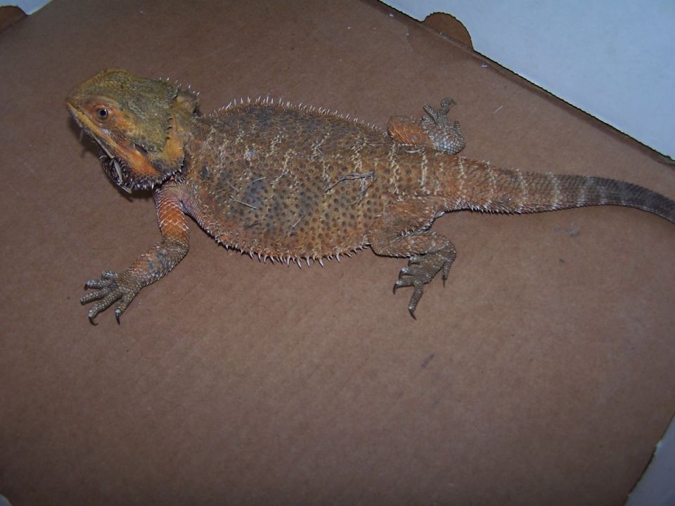 Bearded dragon lizard on a brown surface