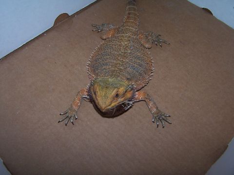 1990 Ford Bronco - A bearded dragon lizard is shown from a top-down perspective on a brown cardboard surface.
