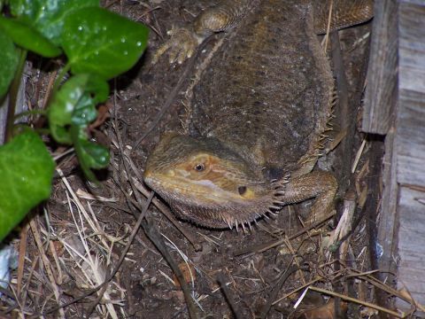 1990 Ford Bronco - A bearded dragon lizard rests on a bed of dirt and dry leaves, with green foliage nearby.