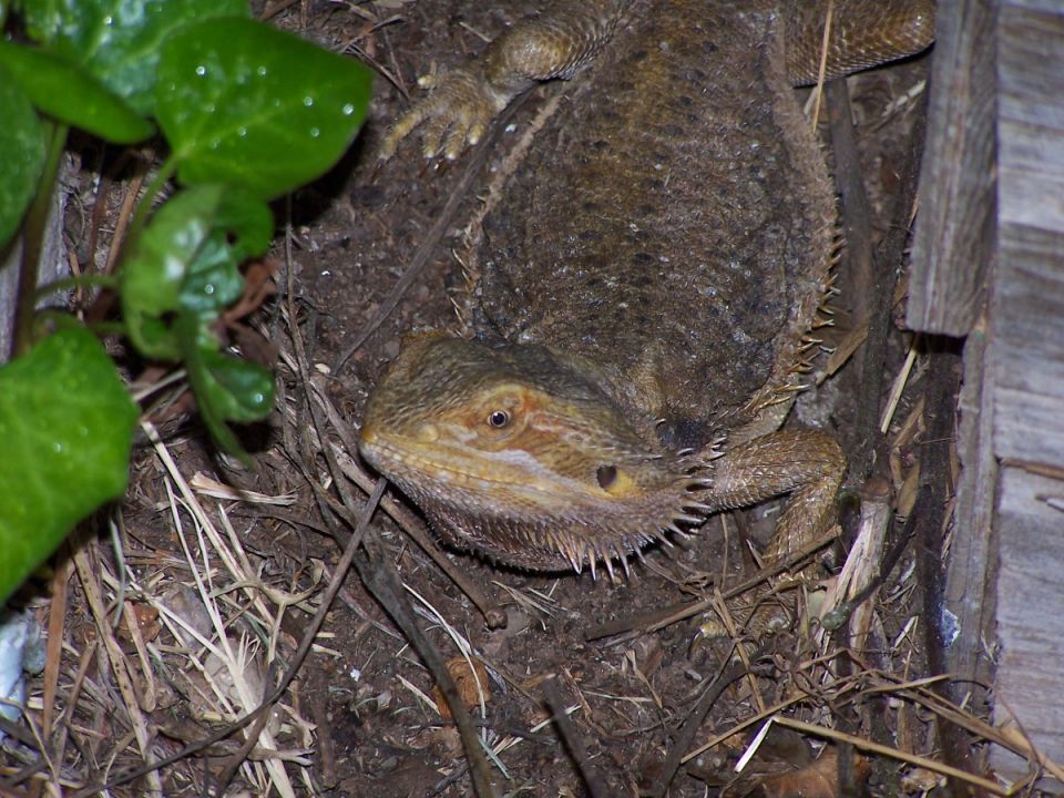 Bearded dragon lizard on dirt and leaves, with green leaves to the left