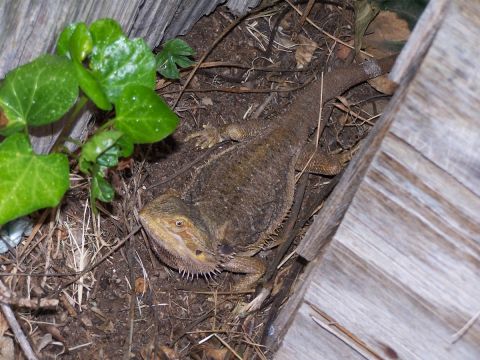 1990 Ford Bronco - A bearded dragon lizard rests on the ground amidst dry leaves and green foliage.