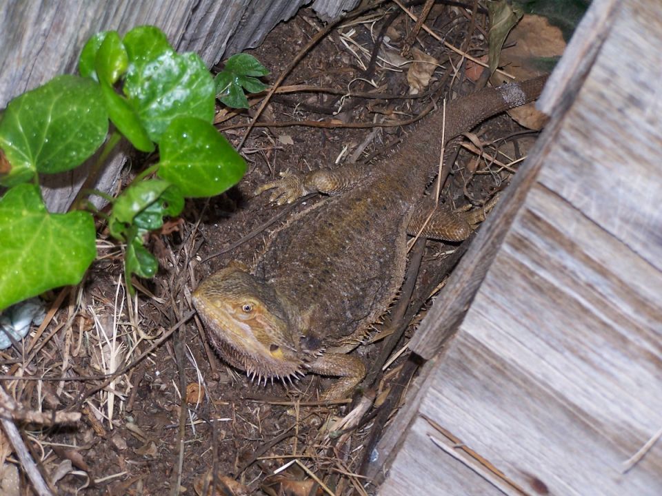 Bearded dragon lizard on dry ground with green leaves