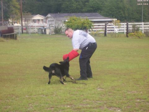 1998 Ford Crown Victoria - A man is engaged in a training exercise with a dog in an outdoor grassy area.