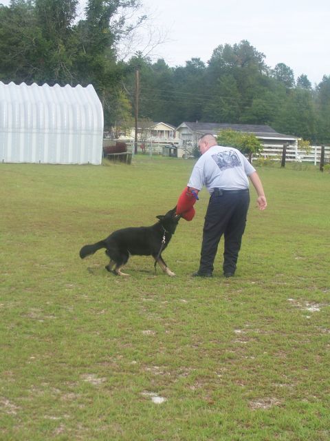 1998 Ford Crown Victoria - A police officer trains a German Shepherd dog using a bite sleeve in an outdoor grassy area.