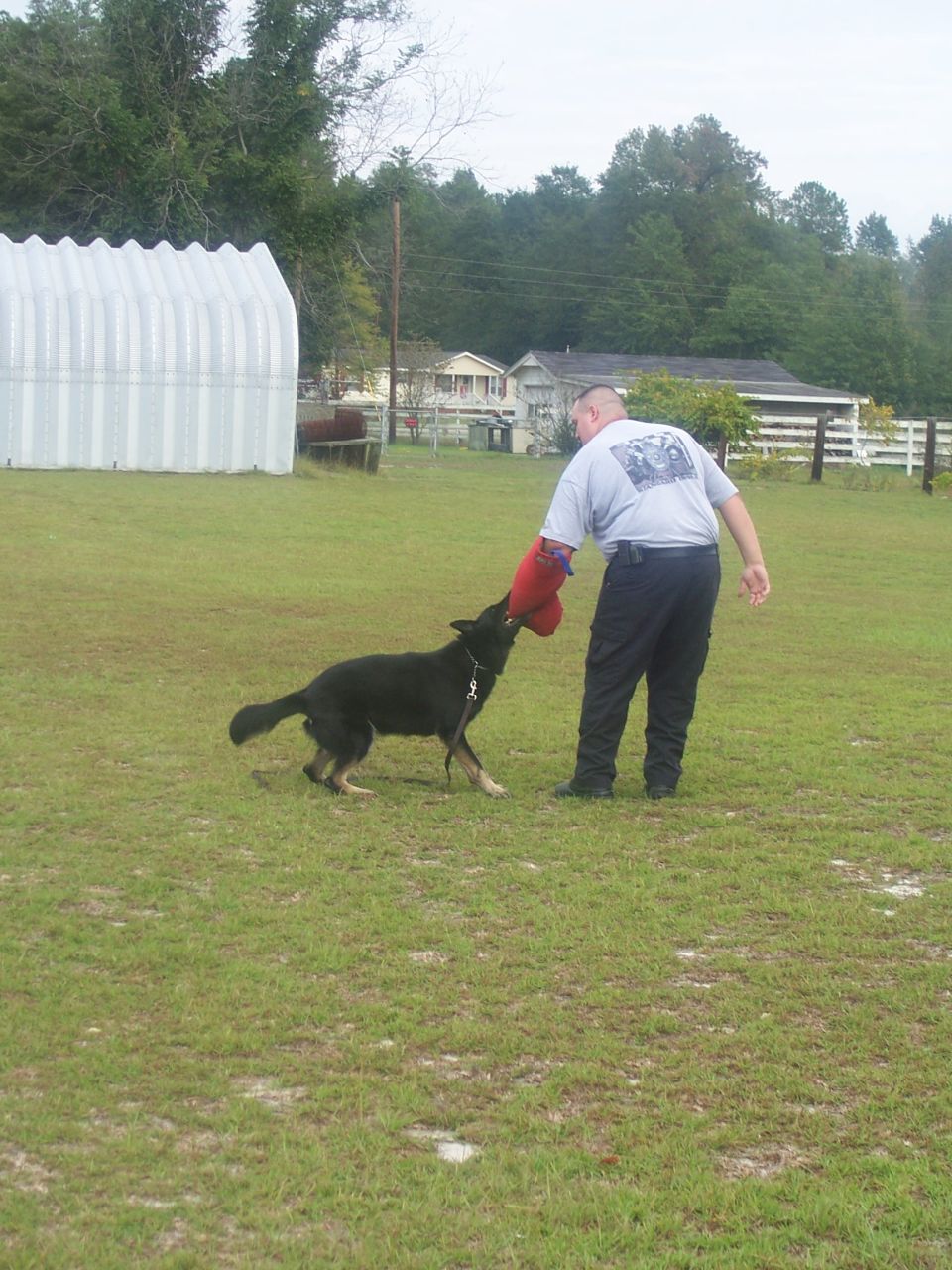 Man in police uniform training a German Shepherd with a bite sleeve