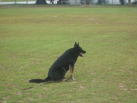1998 Ford Crown Victoria - German Shepherd rests on a field of grass, panting in the open air.