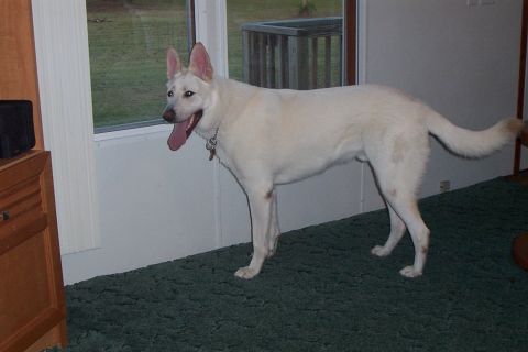 1998 Ford Crown Victoria - A white German Shepherd dog stands indoors next to a window, looking out at the yard.