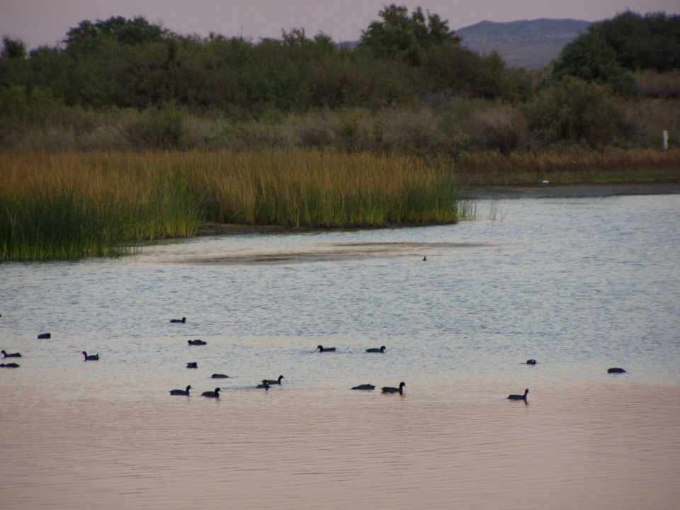 Coots swimming on a calm lake near reeds at dusk