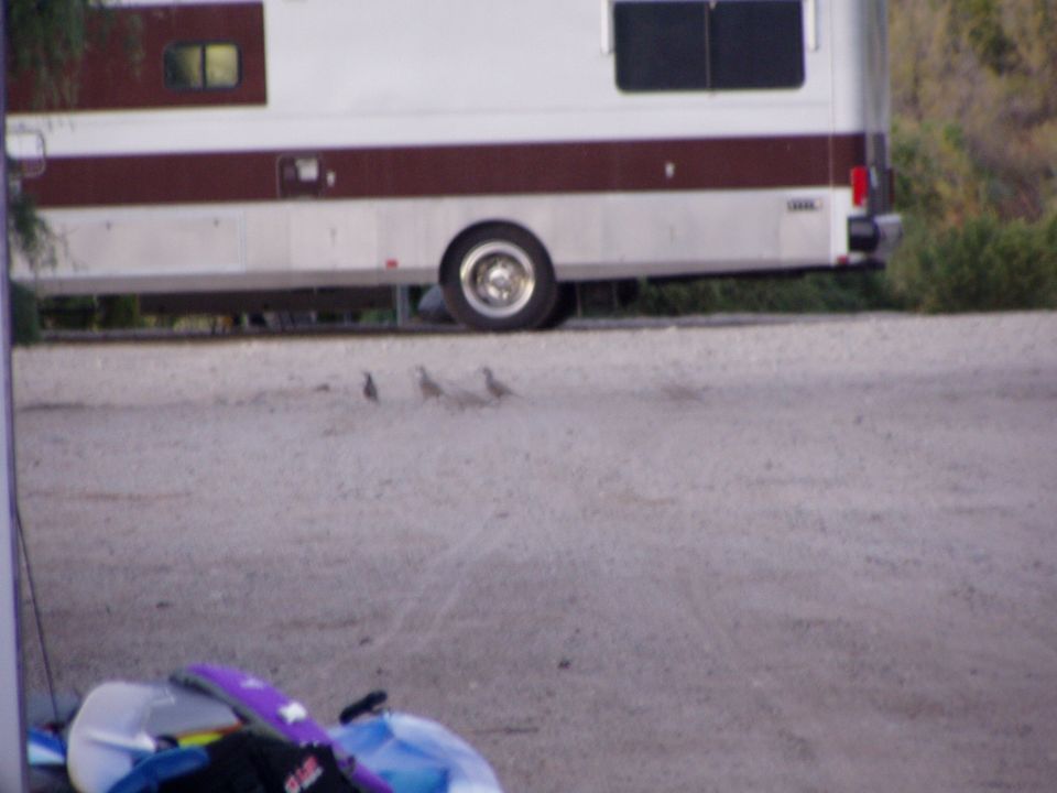 Side of a white and maroon motorhome with birds on the gravel
