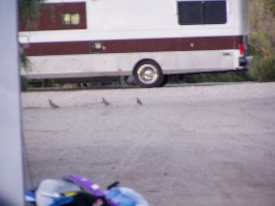White and maroon motorhome parked on gravel with birds nearby
