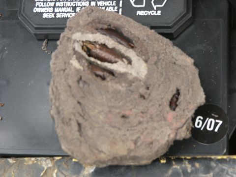 1974 Ford Bronco - Object appears to be a fossil or mineral formation with organic material embedded within.