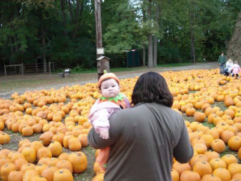 2000 Ford Crown Victoria - A person holds a baby dressed as a pumpkin in a large pumpkin patch with trees in the background.