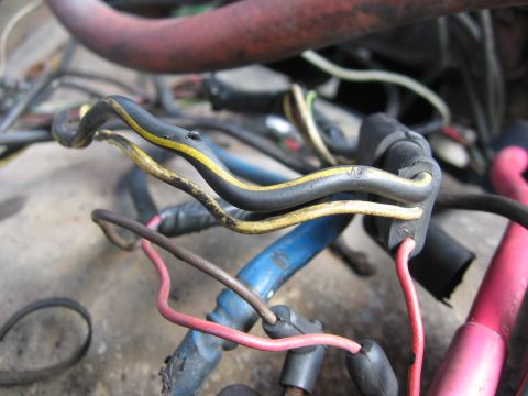 1979 Ford F-150 - Tangled wiring harness with multiple colored wires and connectors visible.