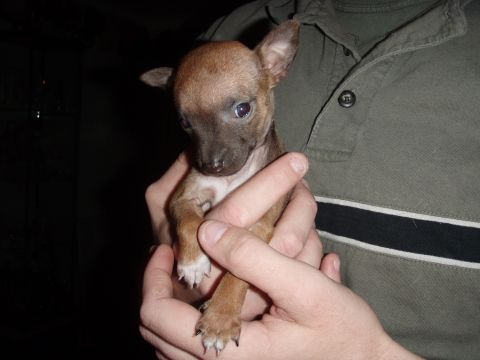 1997 Ford F-250 - A small puppy is held by two hands against a dark background with a website watermark.