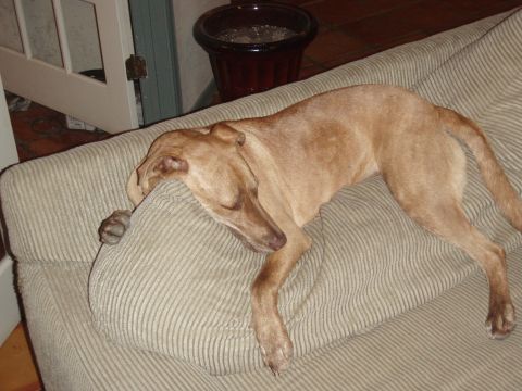 1997 Ford F-250 - A tan dog is fast asleep on a couch, with its head resting on the armrest.
