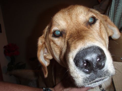 1997 Ford F-250 - A dog's face fills the frame, its light blue eyes looking towards the camera.