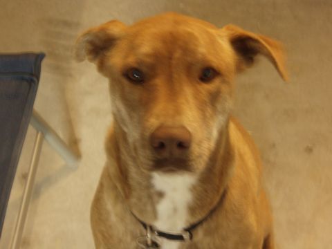 1997 Ford F-250 - A dog is looking directly at the camera with a neutral expression.