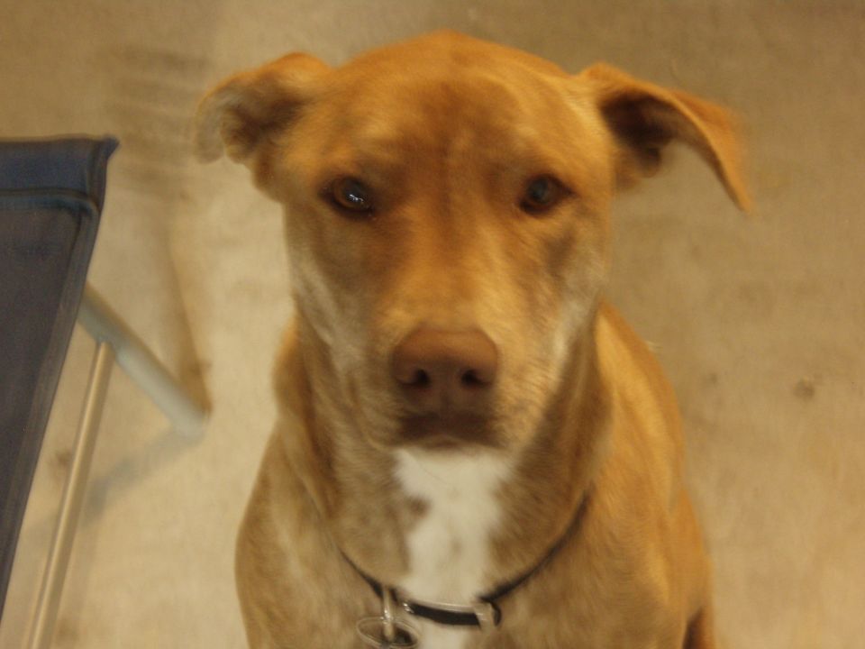 Close-up of a tan dog with floppy ears and a white chest patch, wearing a collar