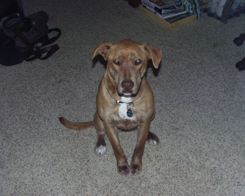 1997 Ford F-250 - A dog sits on a carpeted floor, looking towards the camera.