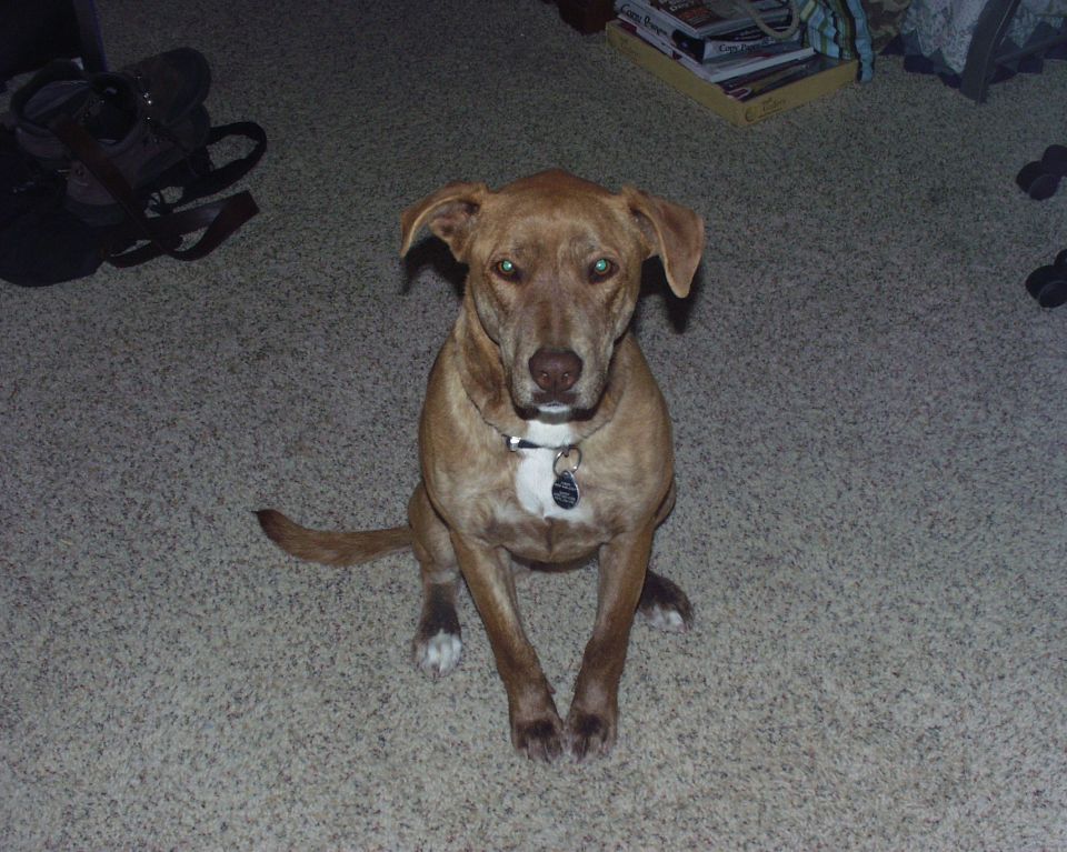 Brown dog with white chest sitting on carpet, wearing a collar with tags
