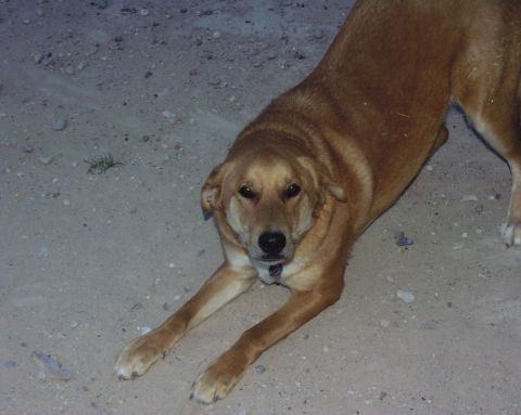 1997 Ford F-250 - A brown dog rests on a sandy surface, with a Supermotors.net watermark visible.