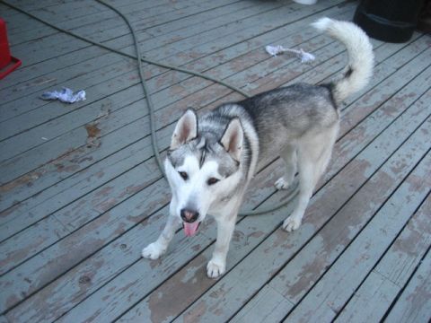 1989 Ford Bronco - A Siberian Husky stands on a weathered wooden deck with a hose nearby.