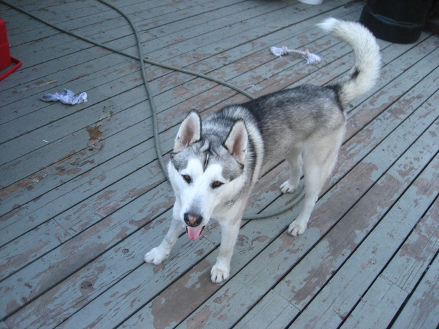 Gray and white Siberian Husky standing on a weathered wooden deck