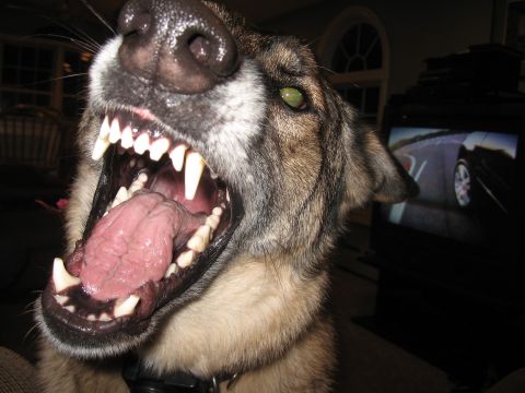 1996 Ford Bronco - A dog bares its teeth and opens its mouth wide, with a television screen showing a car in the background.