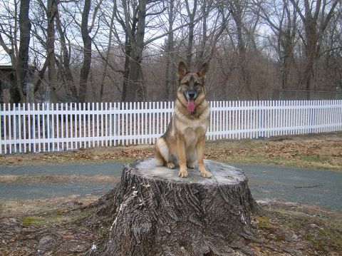1996 Ford Bronco - A dog sits proudly on a tree stump with a white picket fence and bare trees in the background.