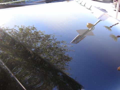 1998 Ford Crown Victoria - Sunlight glints off a polished dark vehicle hood that mirrors surrounding trees, a palm, and clear blue sky.